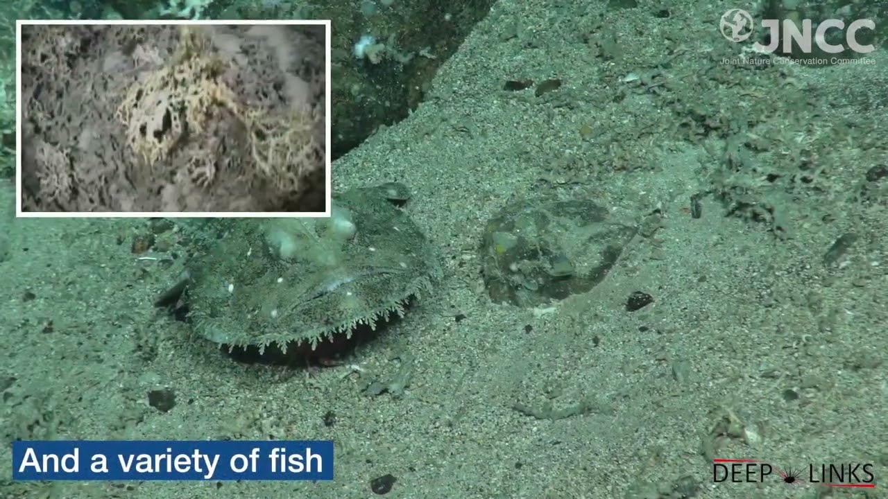 Anton Dohrn Seamount MPA