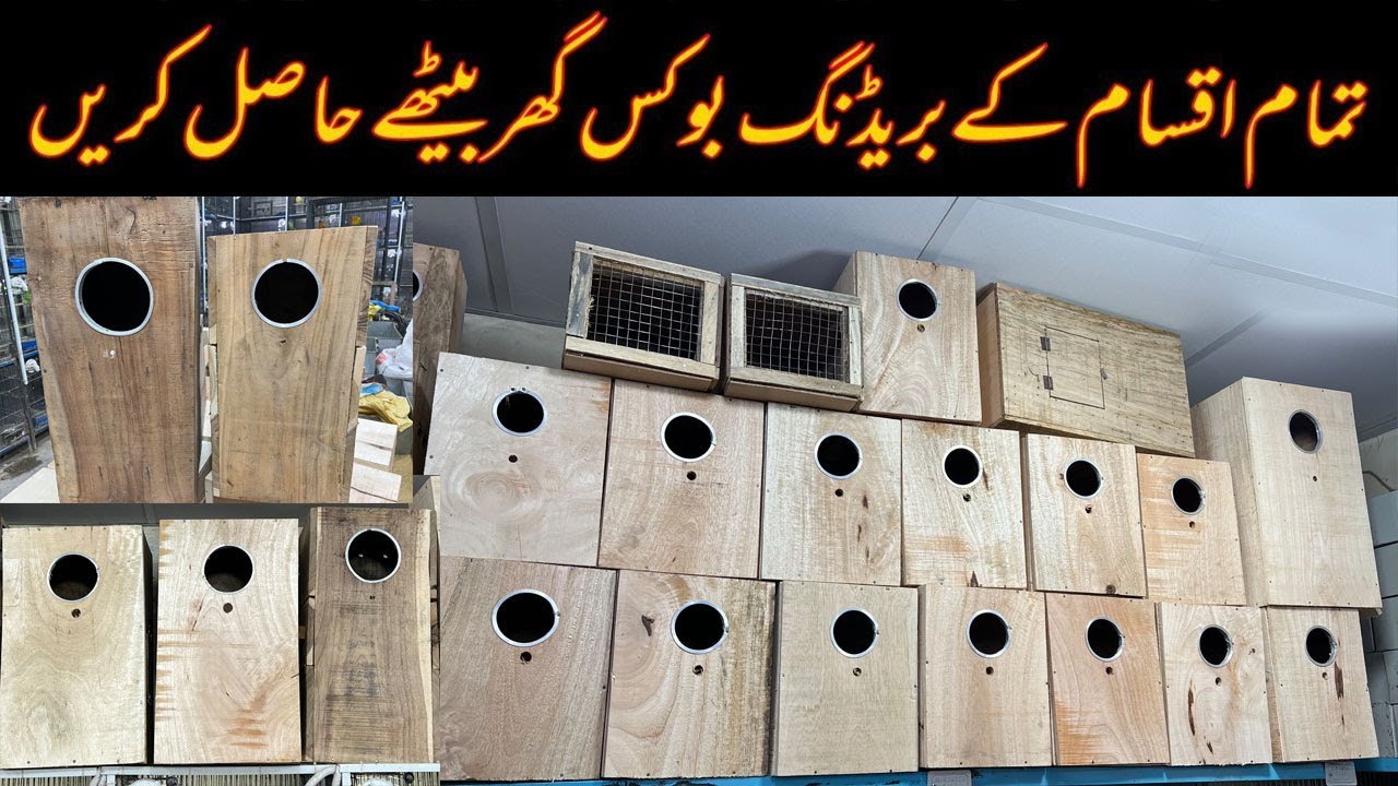 Birds Breeding Box For Parrots I Raw I Ringneck I Grey I Love Bird I sunconure Multan Pakistan 2022