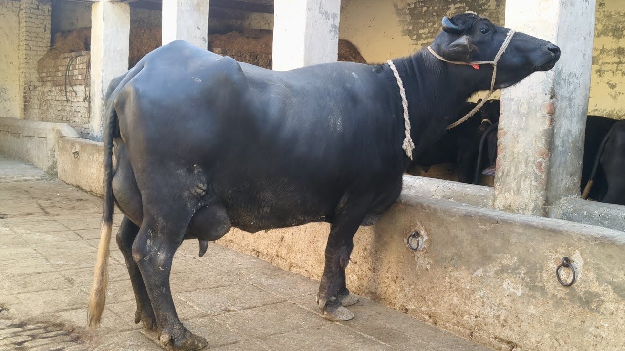 ملک محمدنوازوٹو613گ ب|5تازہ سوئی پہلن دوجن جھوٹیاں فروخت31اکتوبرNeli Ravi Buffalo for Sal  EitfaaqTv