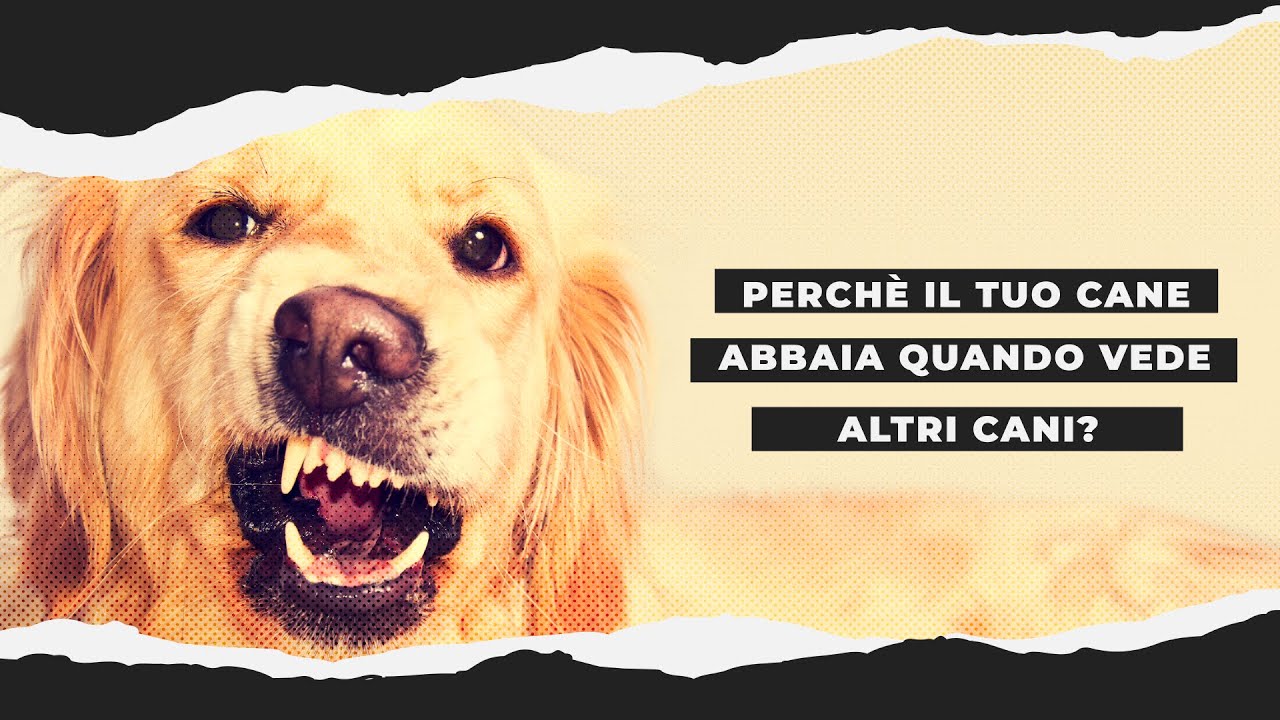 Cosa fare se il tuo cane abbaia in continuazione agli altri cani [Soluzione definitiva]