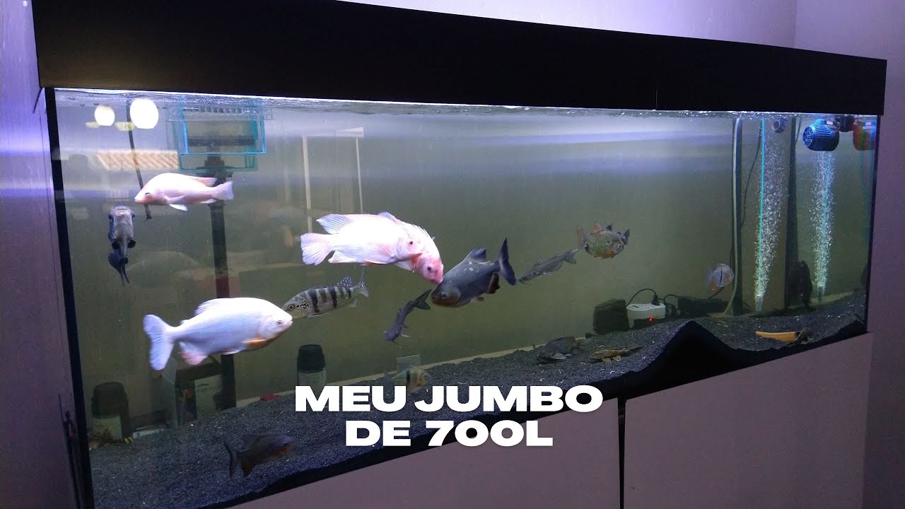 Meu aquário jumbo 700L part.1