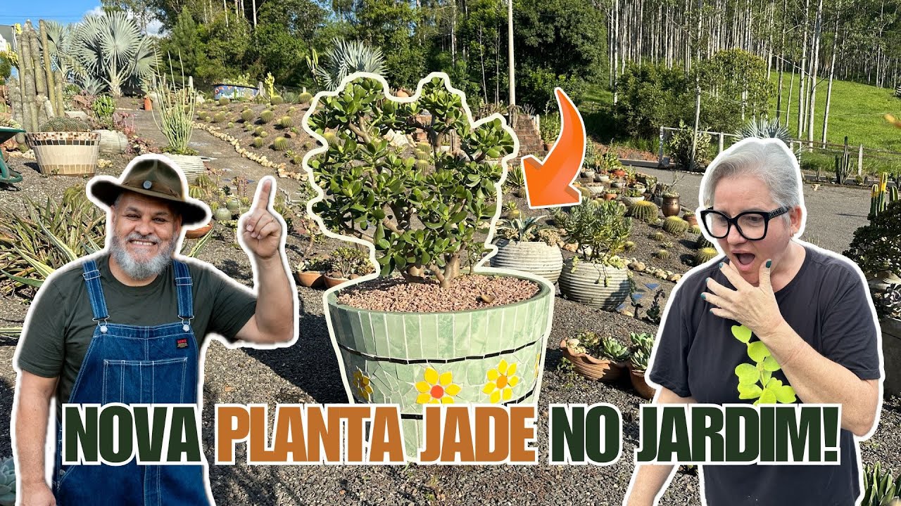 026 | Achamos uma Substituta para Planta Jade