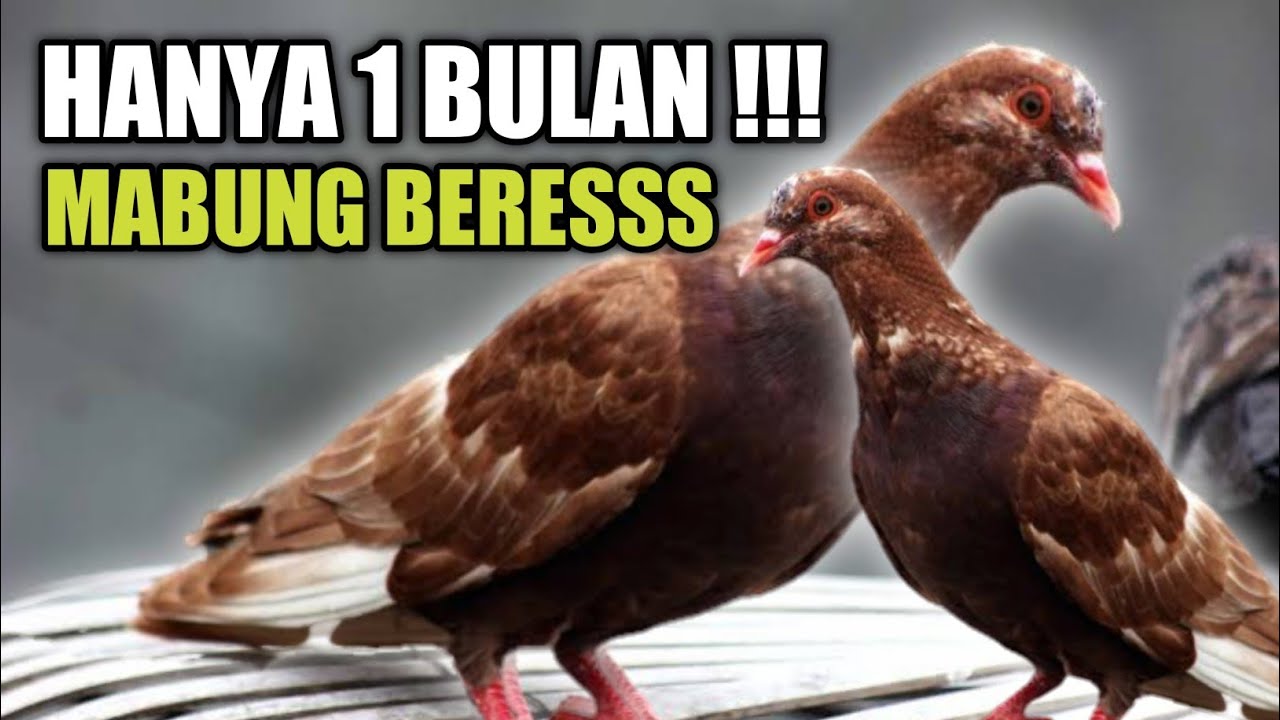 Kilat !!!! Cara Mempercepat Merpati Ganti Bulu