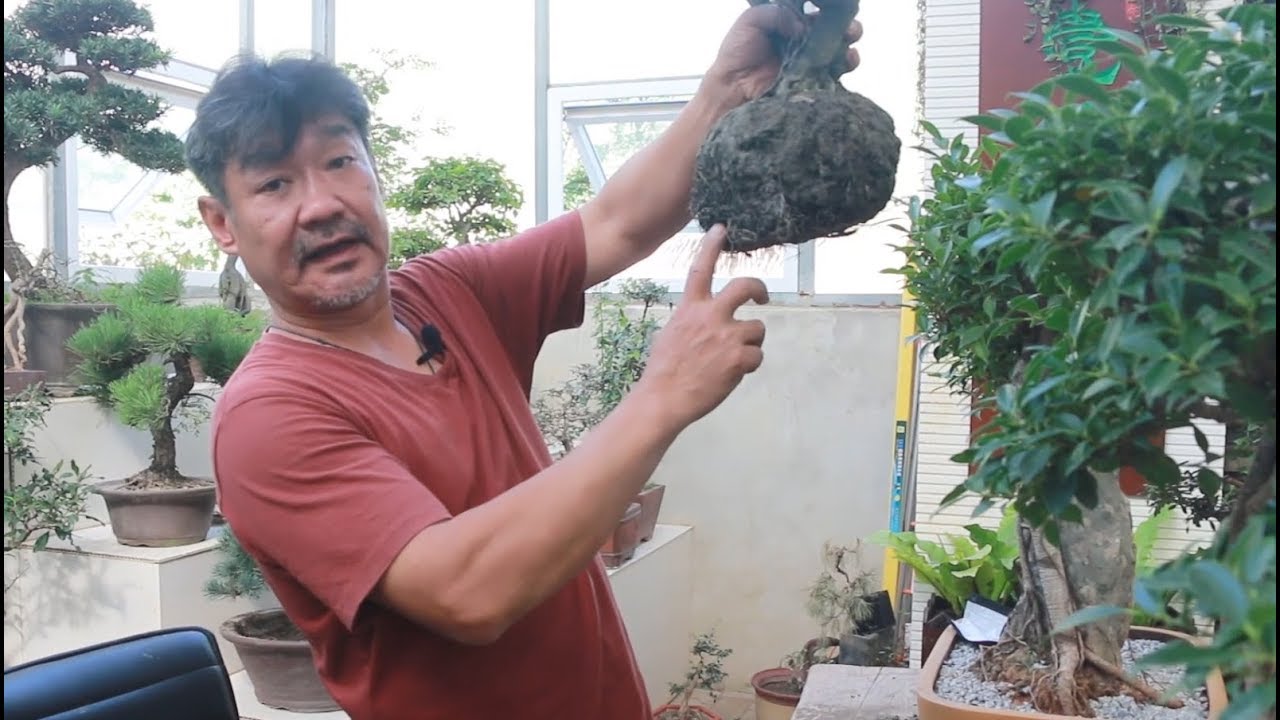 野生的“叮当子”拿回家来如何做盆景？让老师傅为你讲解入盆的要领.