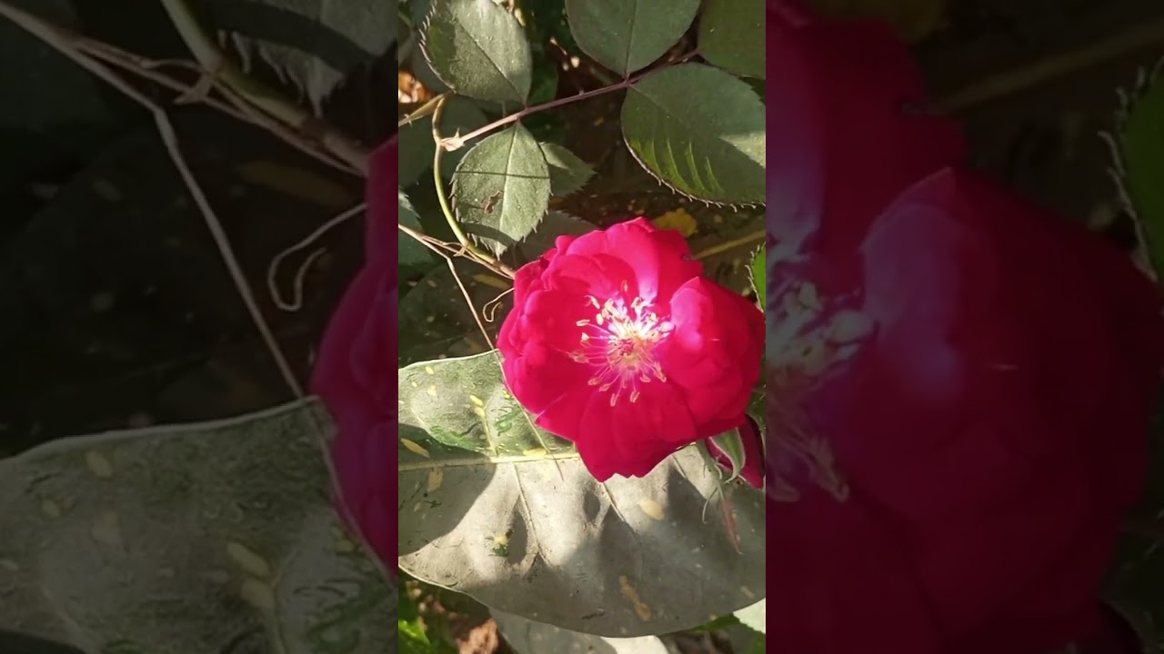 गुलाब का फूल अशोक प्लांट बहुत खूबसूरत लग रहा है#दोस्तों #