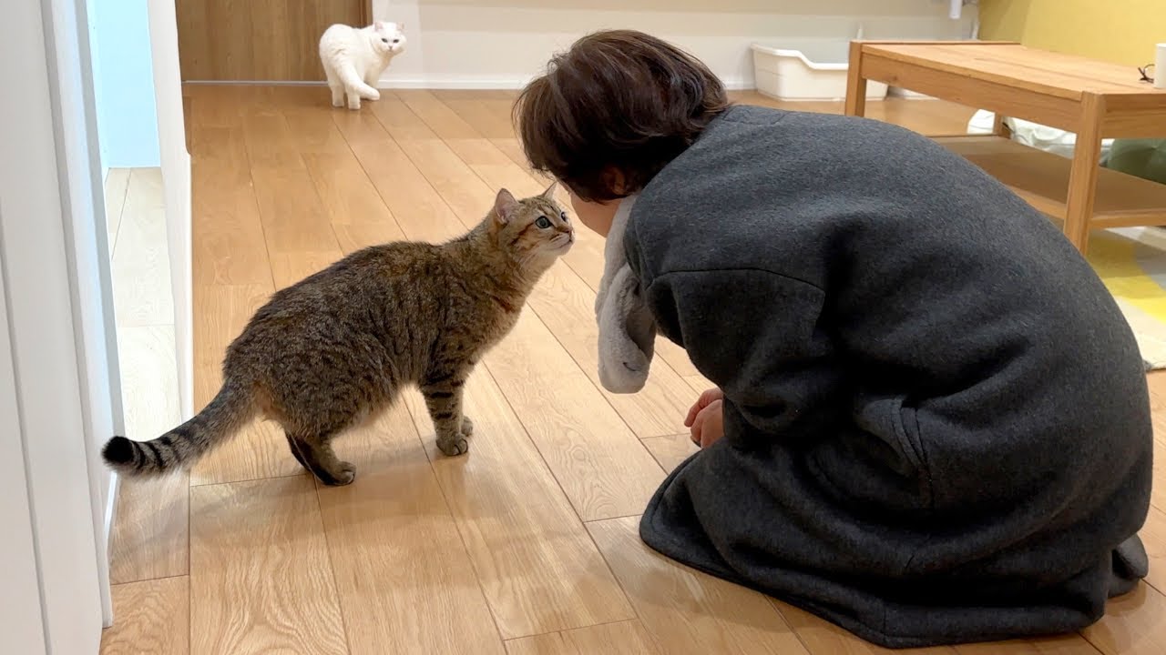 突然家に大好きな母親がいたら猫はこうなります…笑