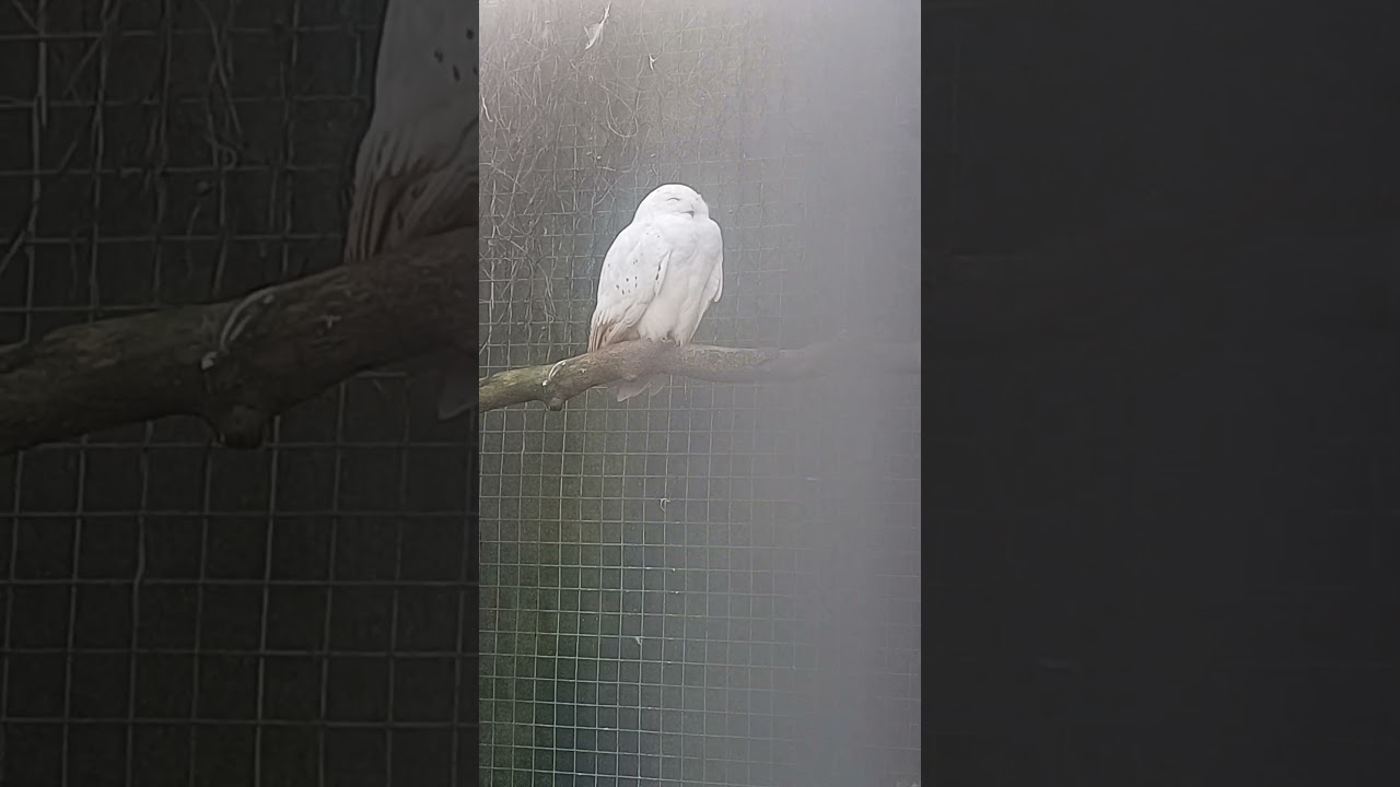 White Owl moving head slowly