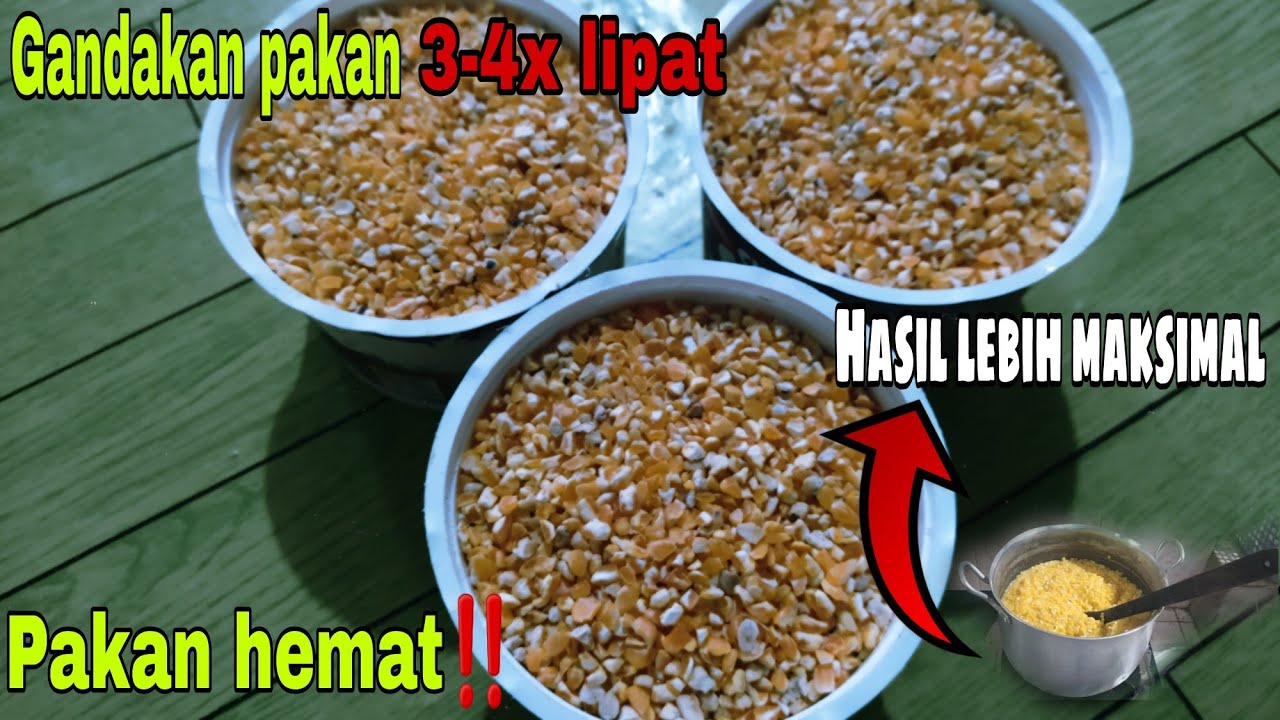 Tips Pakan Ayam Hemat dan Maksimal || Jagung Aron