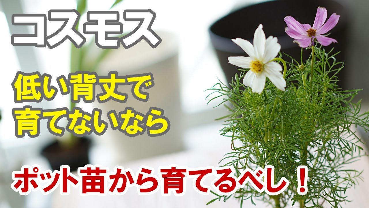 コスモスの育て方　実は春に植えると二度おいしい！