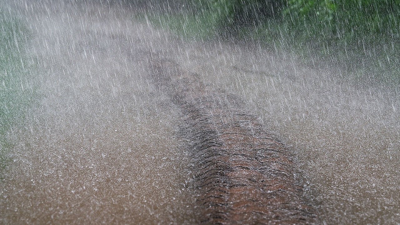 Rainfall on a Quiet Forest Trail 🍃  Peaceful Rain Sounds for Deep Sleep & Focus