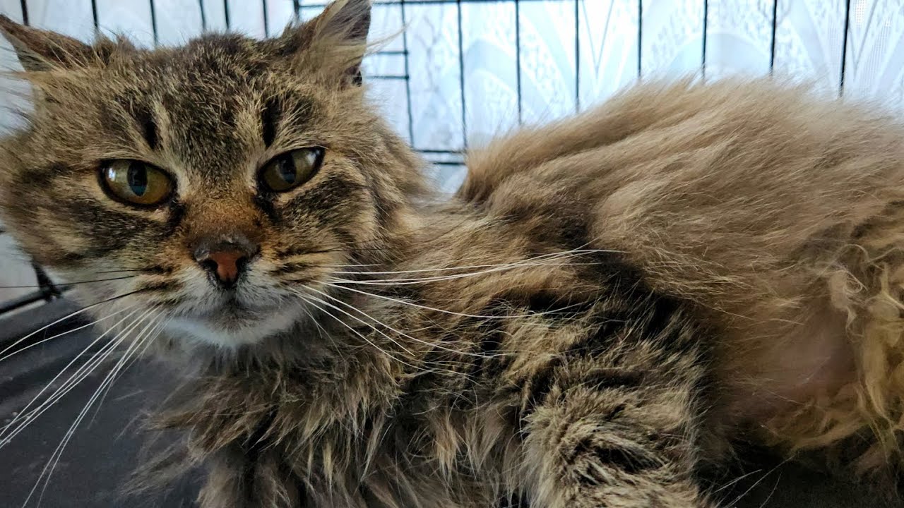 Поездка в ветклинику с Корицей, что мы узнали и новости от Кая! Ранее обнаружили пневмонию и ...