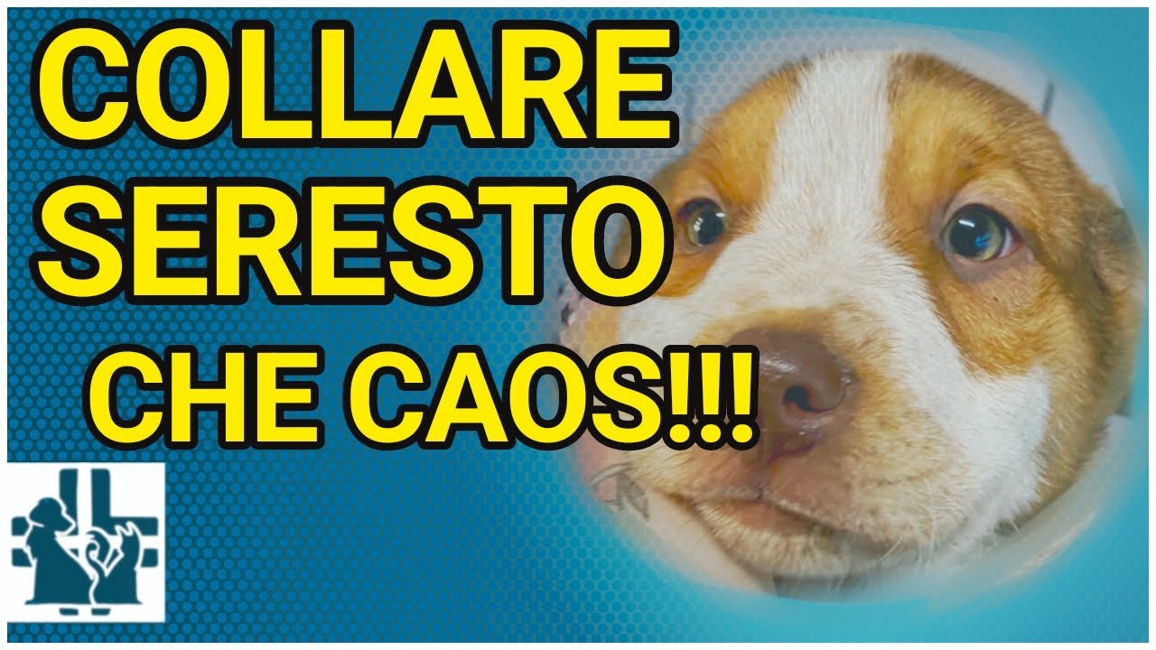 Collare Seresto : un caos assurdo!