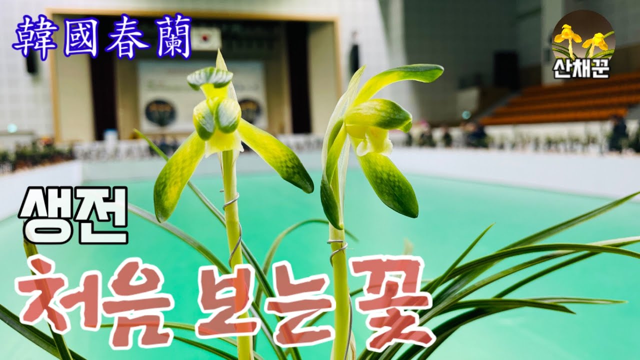 내 생전 처음보는 소심+서반+사피+그리고 큰 화형••끝났네!