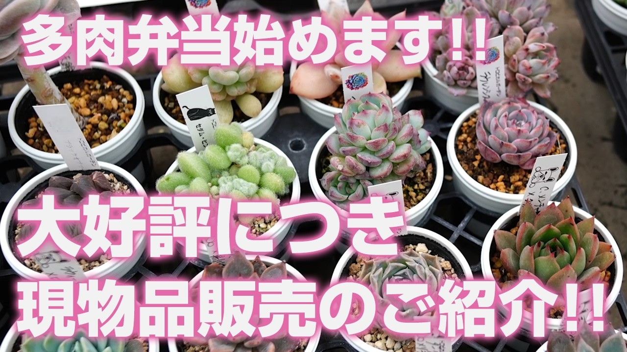 【多肉植物】大好評につき現物品販売のご紹介!!多肉弁当始めます!!【succulent】トロピカルガーデン