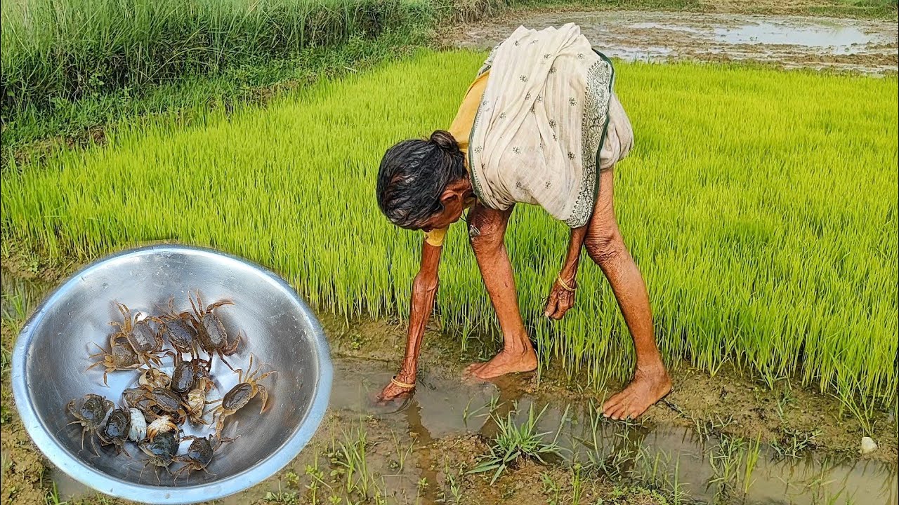 90 year old poor grandma cooking KAKRA with BRINJAL curry & eating with hot rice|| Village kitchen
