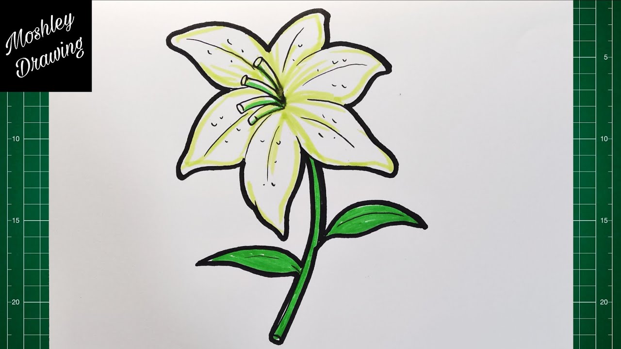 How to Draw a Lily Flower Step by step