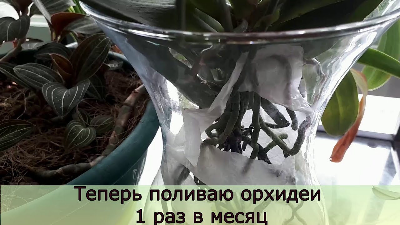 Теперь поливаю орхидеи 1 раз в месяц. Фаленопсисы в открытой системе содержания. Полив орхидей.