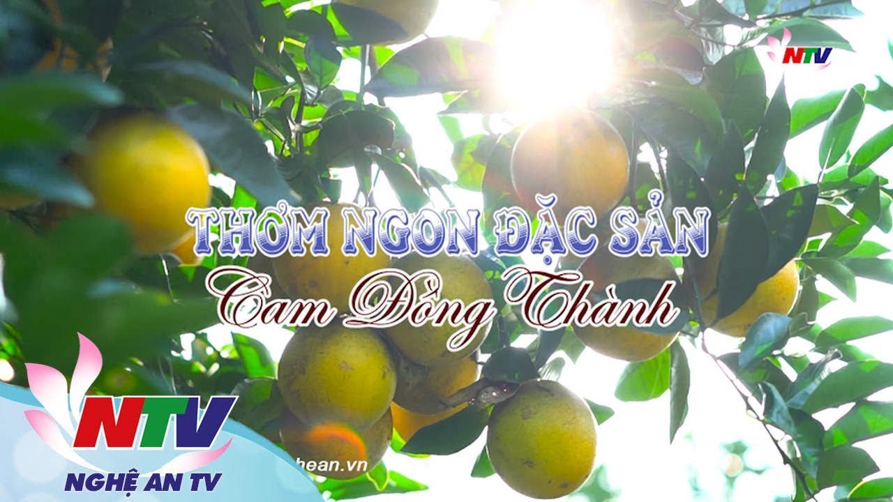Khám phá Nghệ An: Thơm ngon đặc sản Cam Đồng Thành