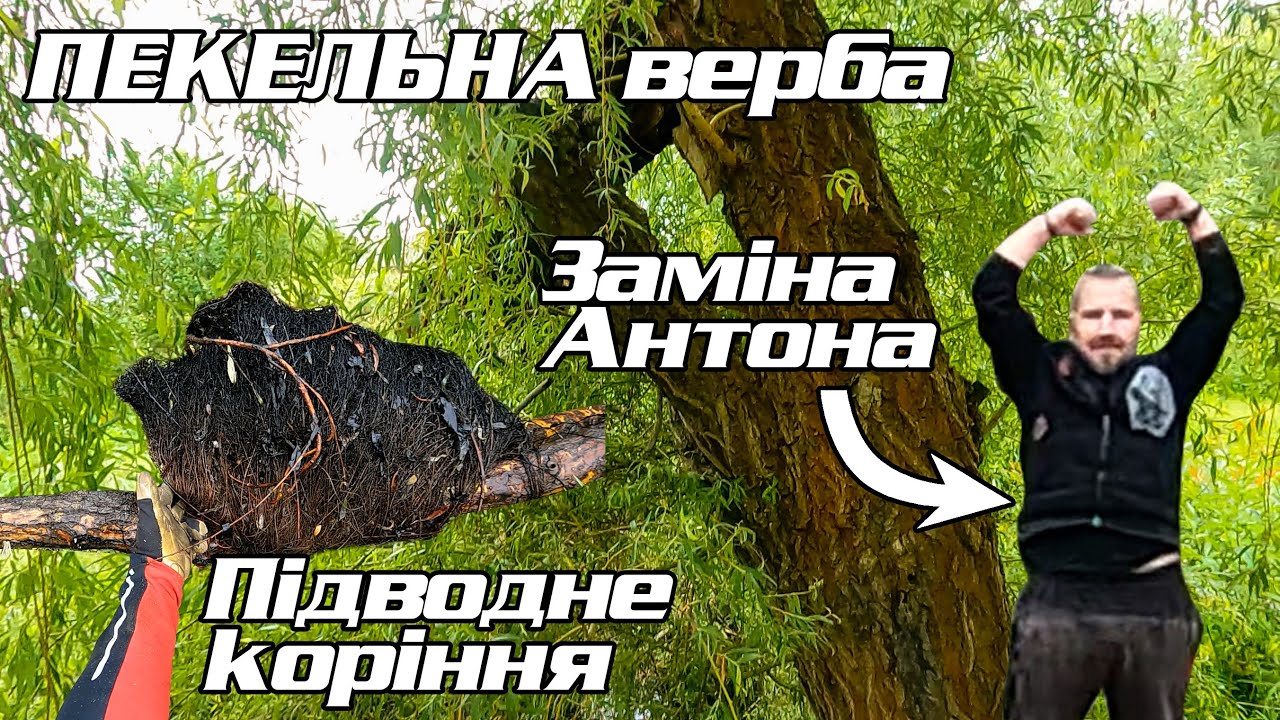 Верба у ставку