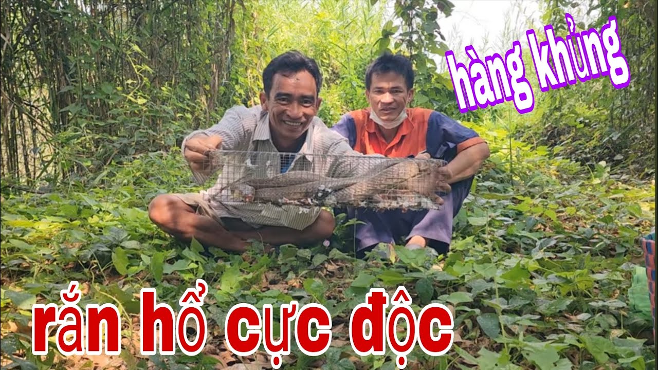 Hai Anh Em Mặt Xanh Khi Chinh Phục Con Rắn Hổ Đất Cực Độc # SĂN BẮT ĐỒNG THÁP #