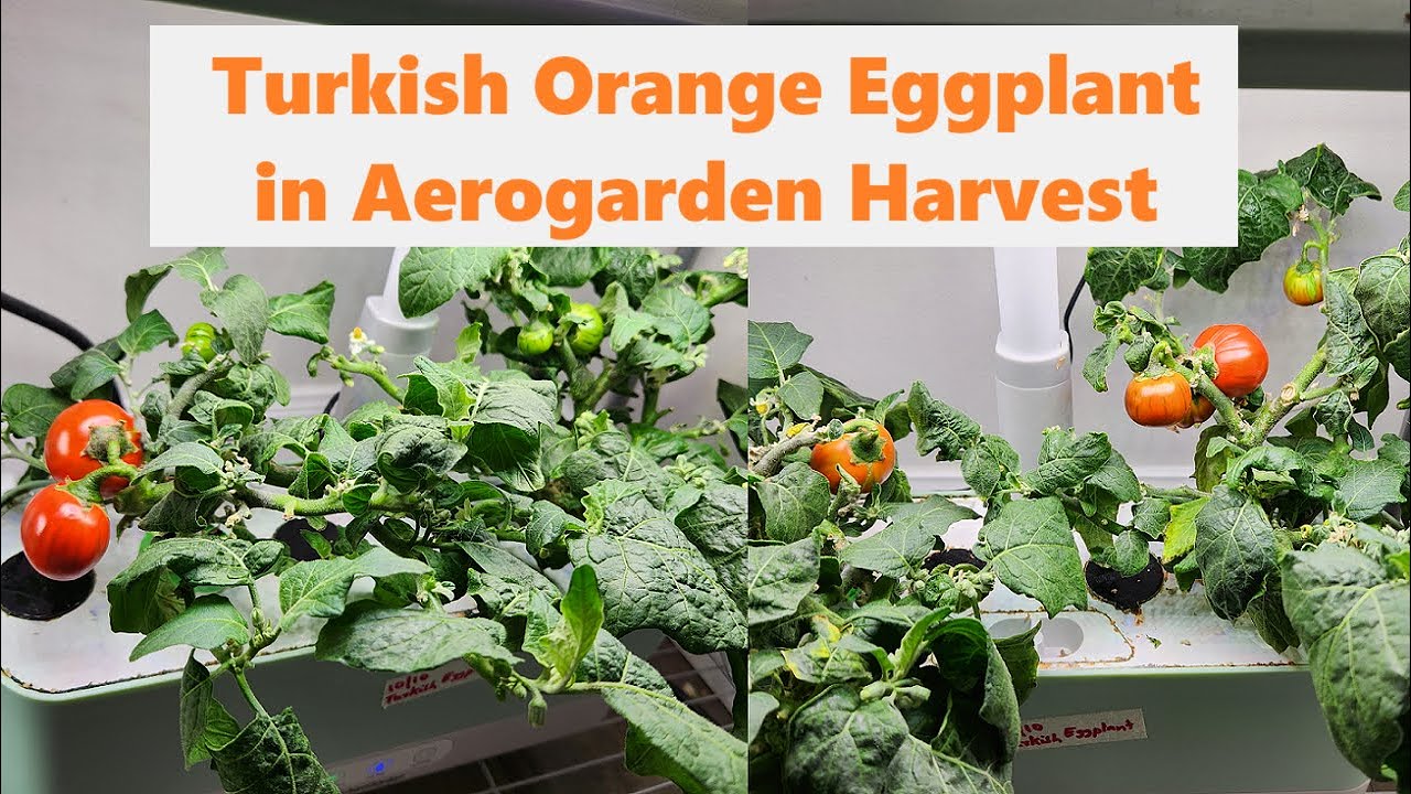 Turkish Orange Eggplant in Aerogarden Harvest