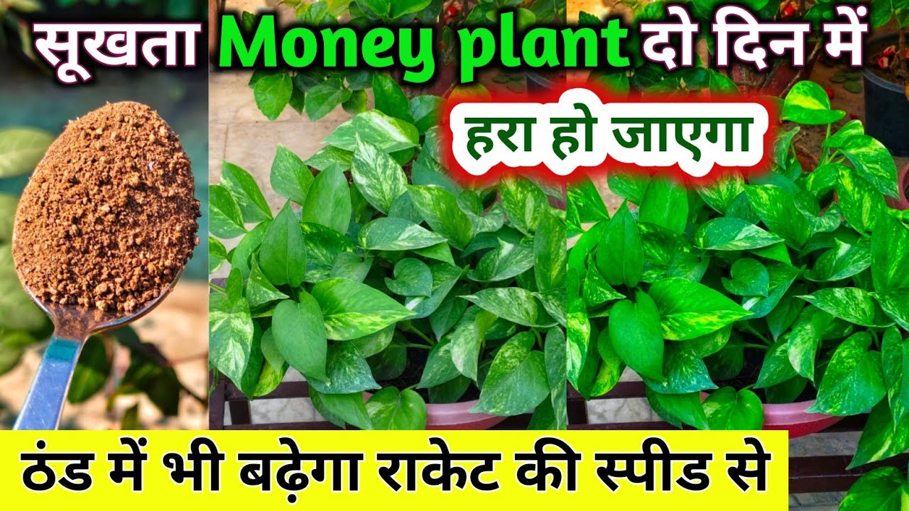 सूखता मनी  प्लांट, 2 दिन में बढ़ेगा डबल स्पीड से. MONEY PLANT CARE. Money plant growth hacks. 