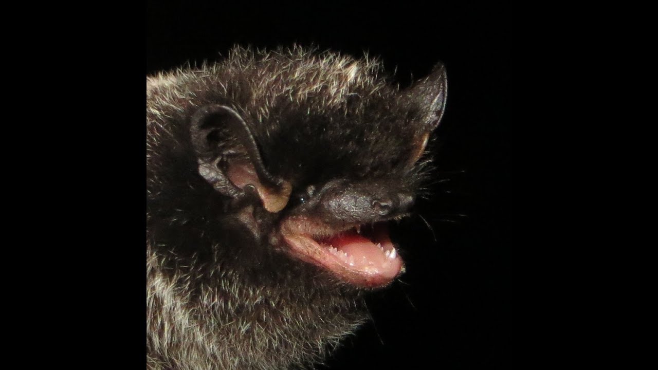 Lasionycteris noctivagans