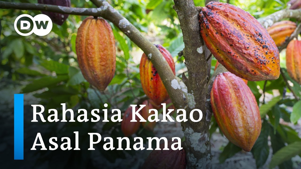 Budidaya Tanaman Coklat Kakao Organik ala Suku Ngobe Selamatkan Hutan Panama
