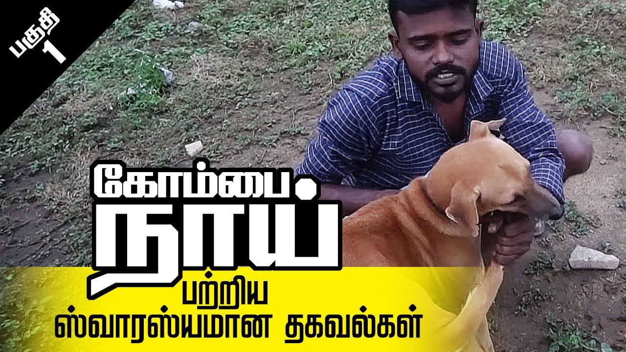 கோம்பை நாயின் சிறப்புகள்  | How to choose Kombai dog  | Best Kombai Dog - Part 01 | All About Dogs