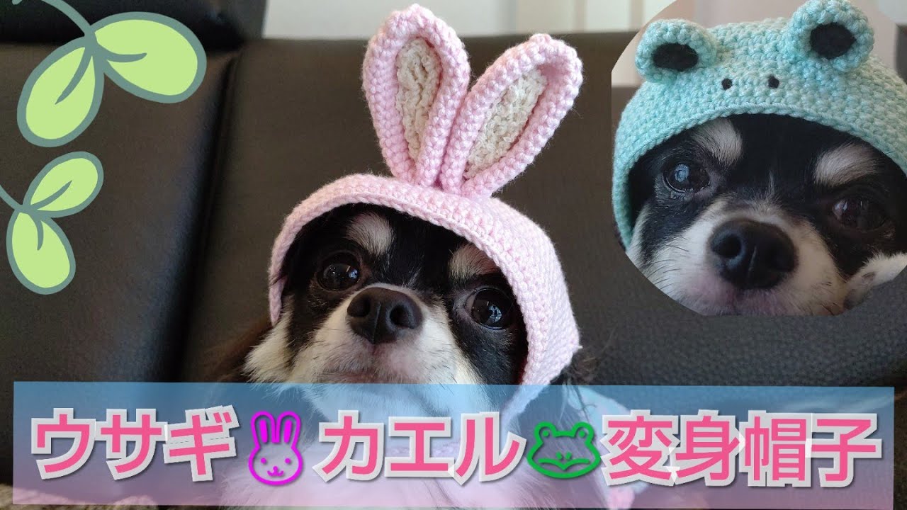 【かぎ針犬の帽子】カエルさんウサギさんペットの被り物を編んでみました