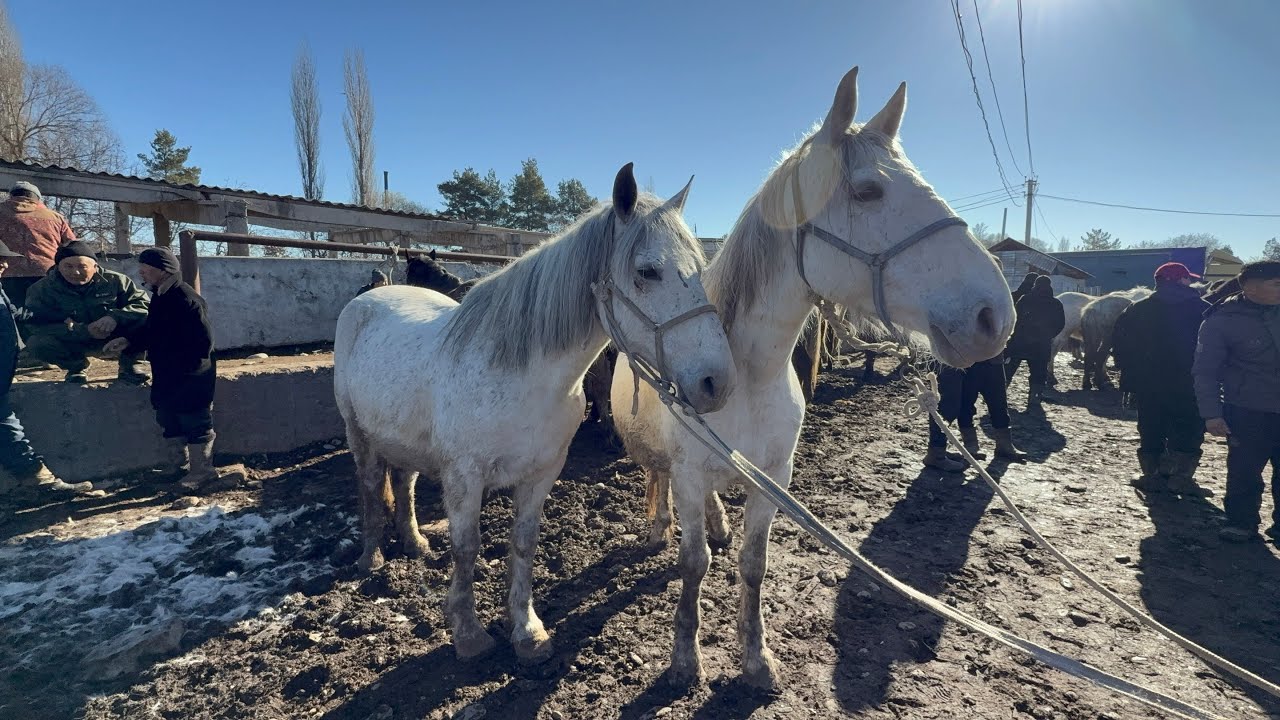 БООЗ БЭЭЛЕР СЕЗОН КЕЛДИ 🤯#байтв 