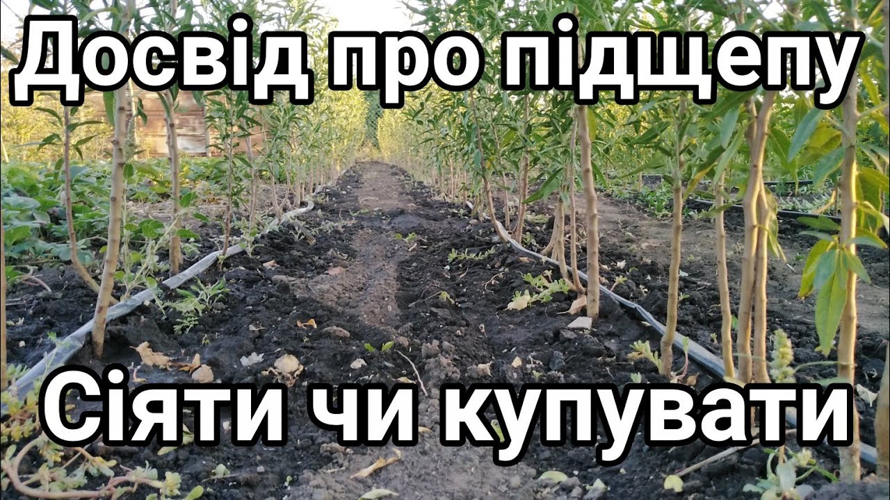 14.09.25. Підщепа мигдаль, алича, антипка, наш досвід. 🤔