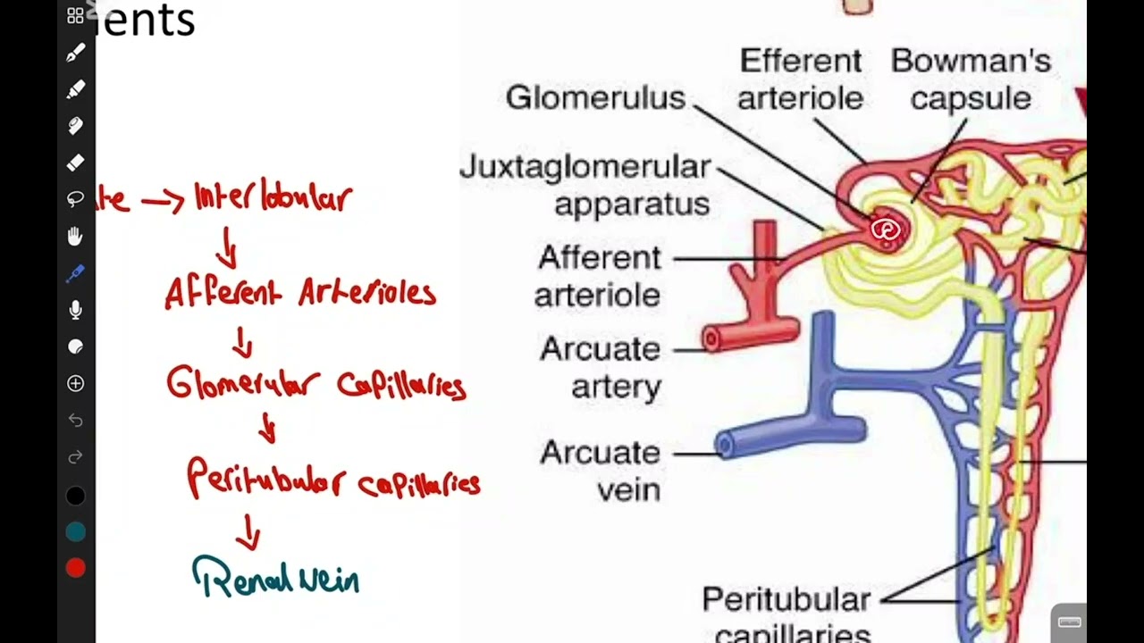 HU GU physiology Lec 1 2026