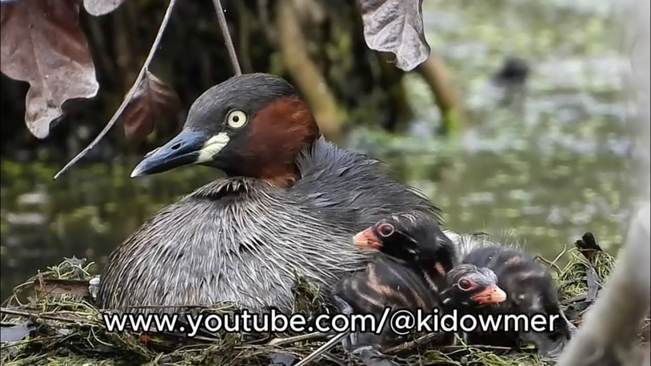Will there be a third? LITTLE GREBE Nesting Day 2 post hatching - 19th Dec