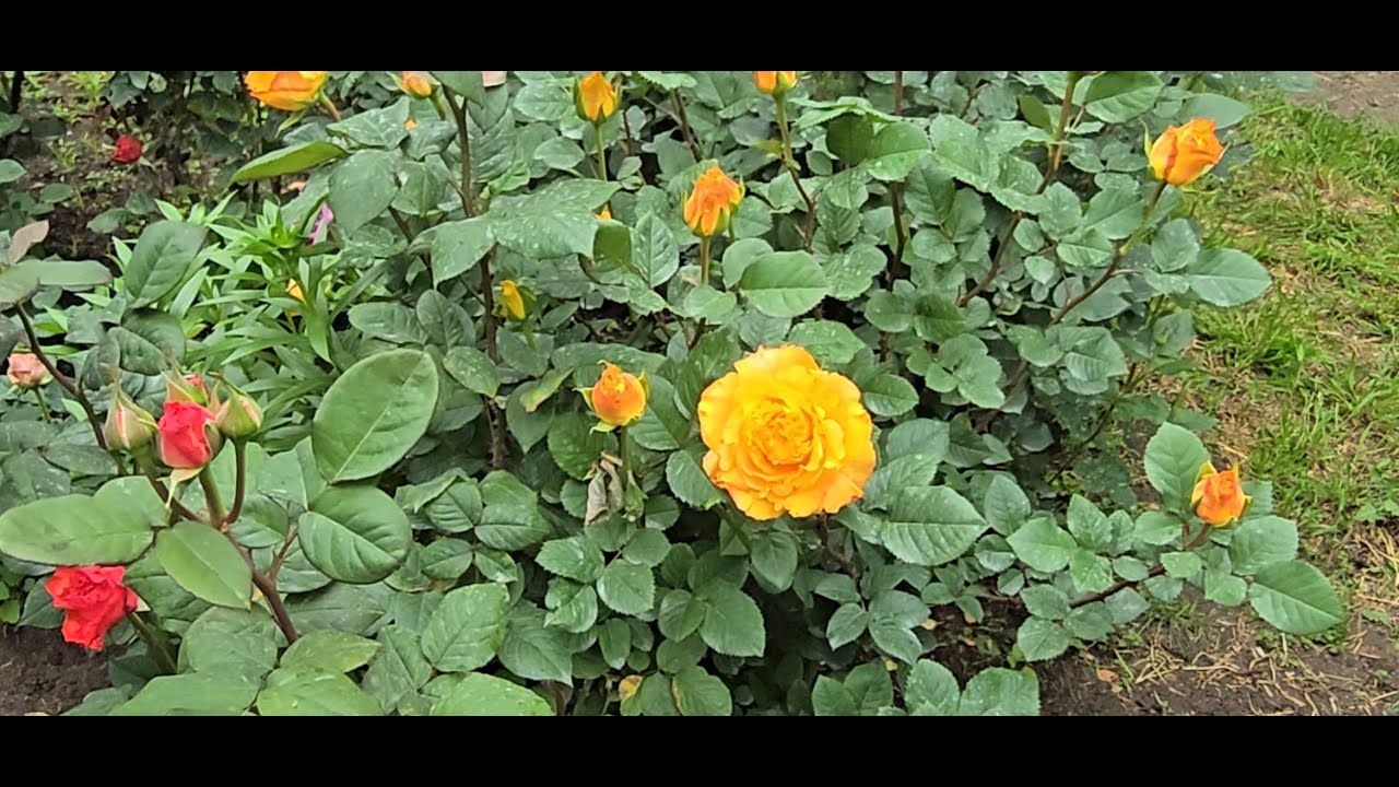 Цветение роз начинается!!! Более 200 сортов роз 🌹🌹🌹 Грузия, Тбилиси ❤❤❤