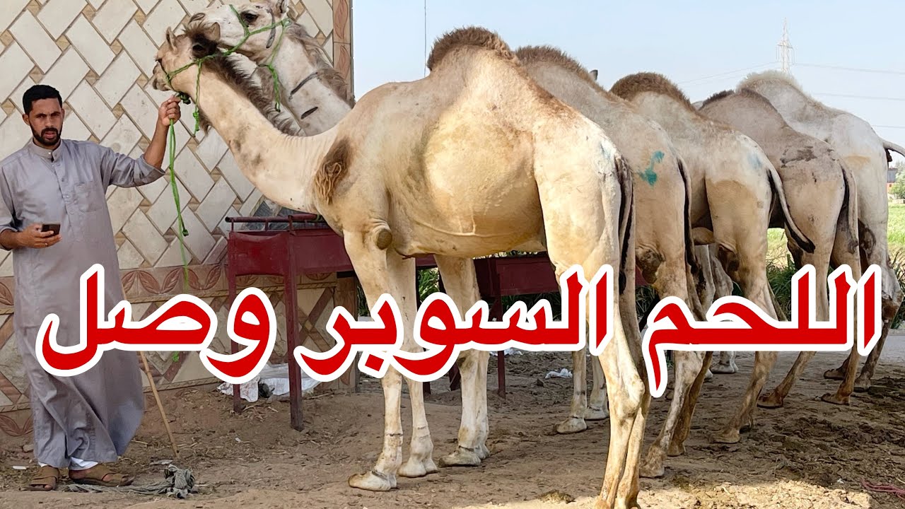اكبر تاجر جمال في محافظة البحيرة يفتح سوق كامل من الجمال لحم وانيه المغاربة والبيع بسعر الجملة!!!