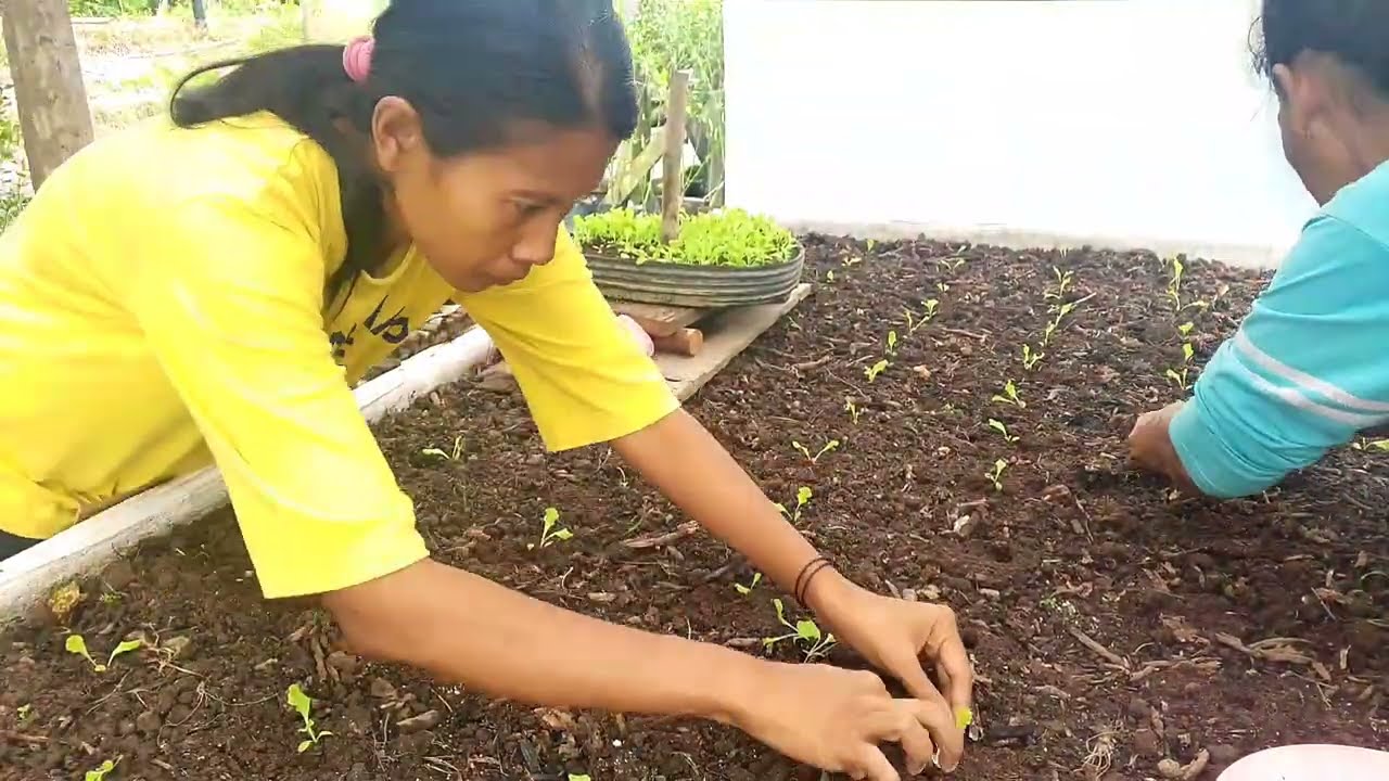 KOLABORASI ANTARA ANAK DAN ORTU MENANAN SELADA DAN DAUN SOP