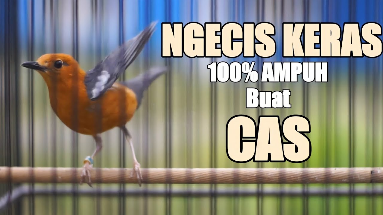 PANCINGAN ANIS MERAH SUARA NGECIS KERAS 100% AMPUH BUAT CAS ANIS MACET BUNYI