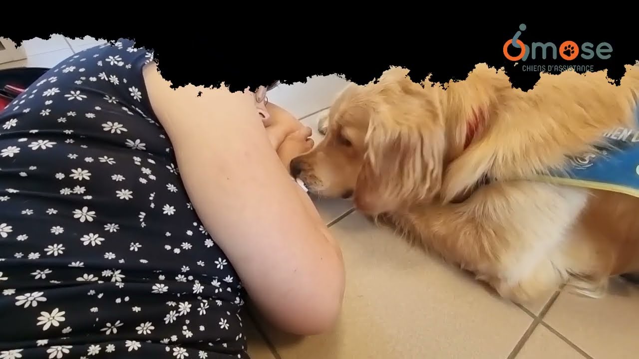 Looping chien d'assistance pour personne épileptique
