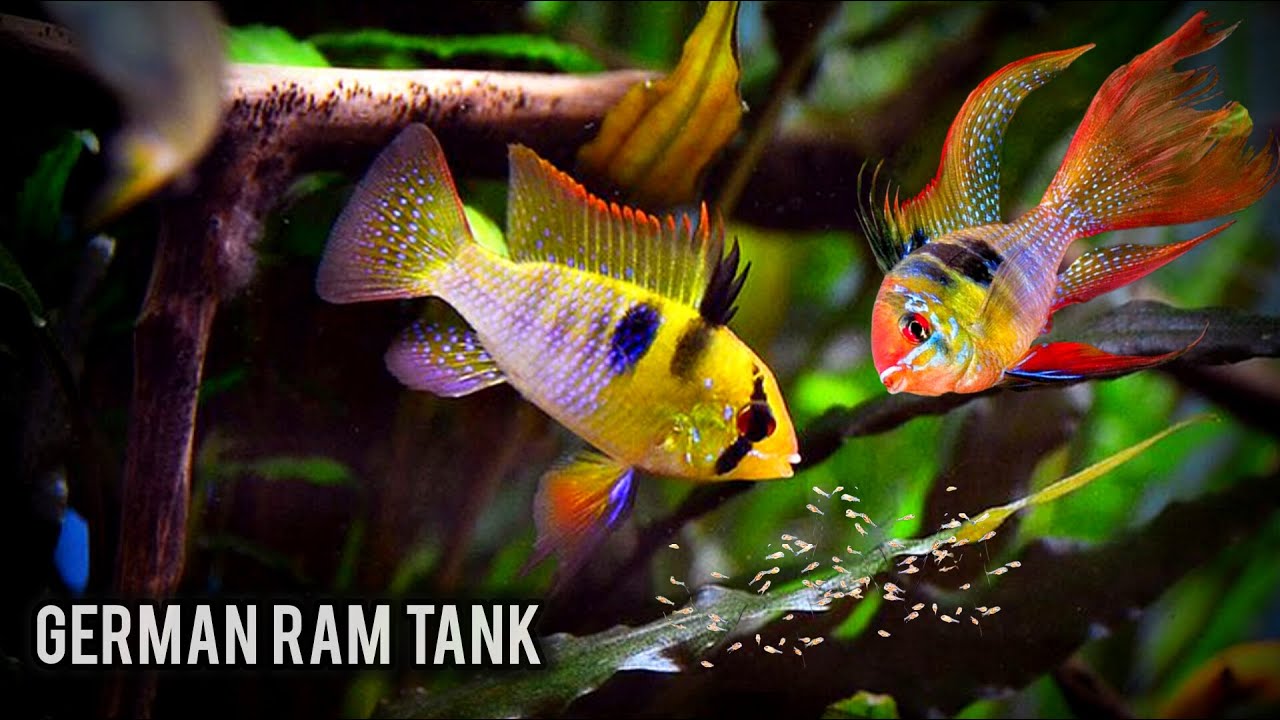 Top 13 German Blue Ram TANK MATES