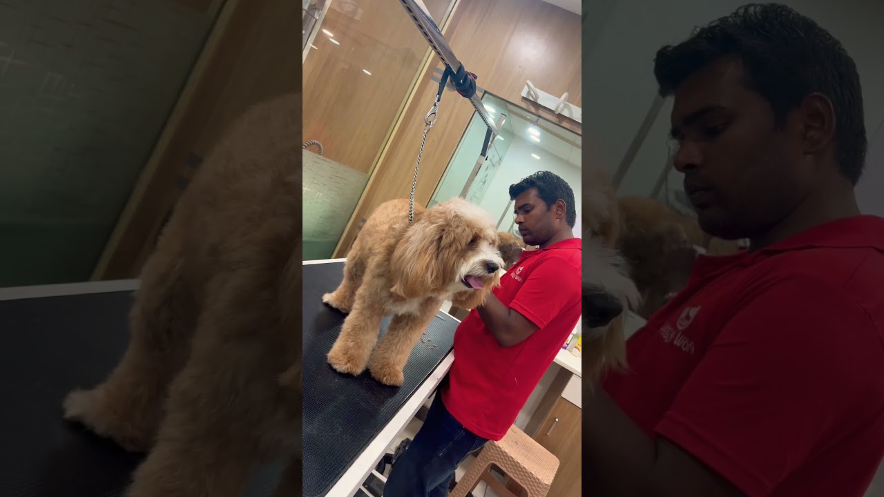 Hair Styling SHIRO🐶 #doglover #dogbreed #cockapoo #dog #dogs #grooming  #shorts