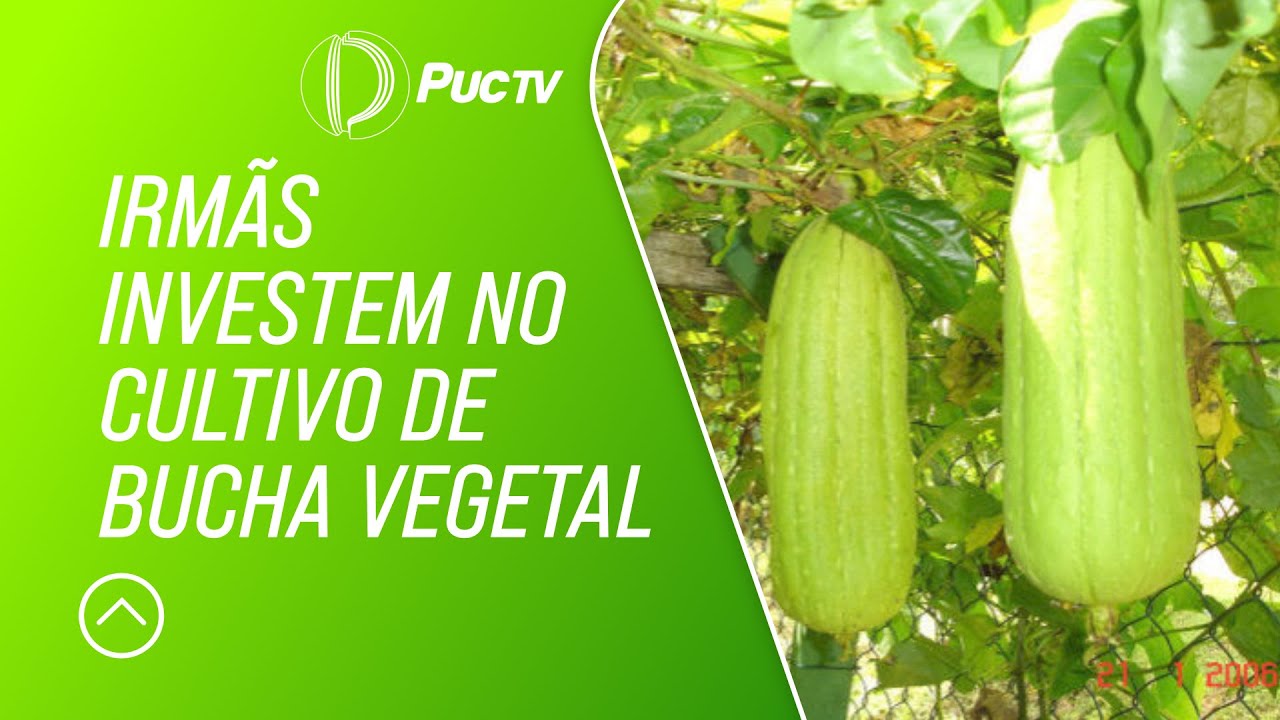 IRMÃS INVESTEM NO CULTIVO DE BUCHA VEGETAL