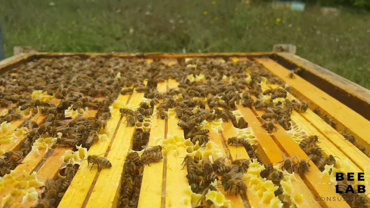 D.2 Misurare la forza di una famiglia di api con Il metodo ColEval [Bee Lab Consulting]