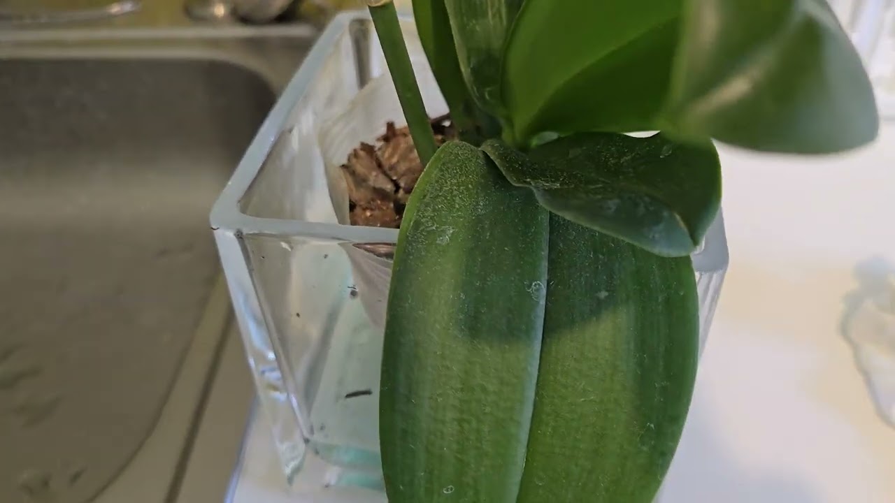 LA BELLEZA DE LAS ORQUIDEAS .