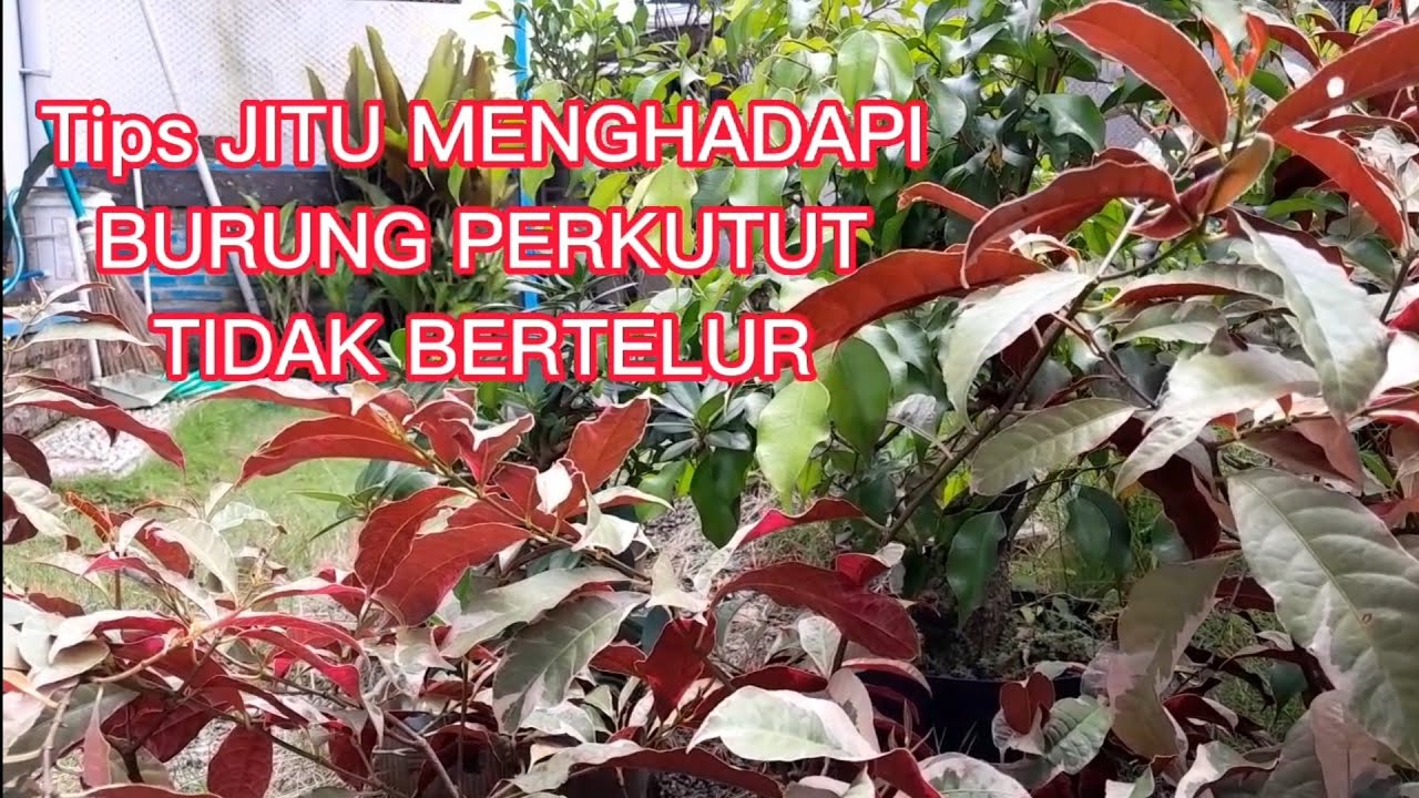 Tips Jitu Menghadapi Burung Perkutut Tidak Bertelur