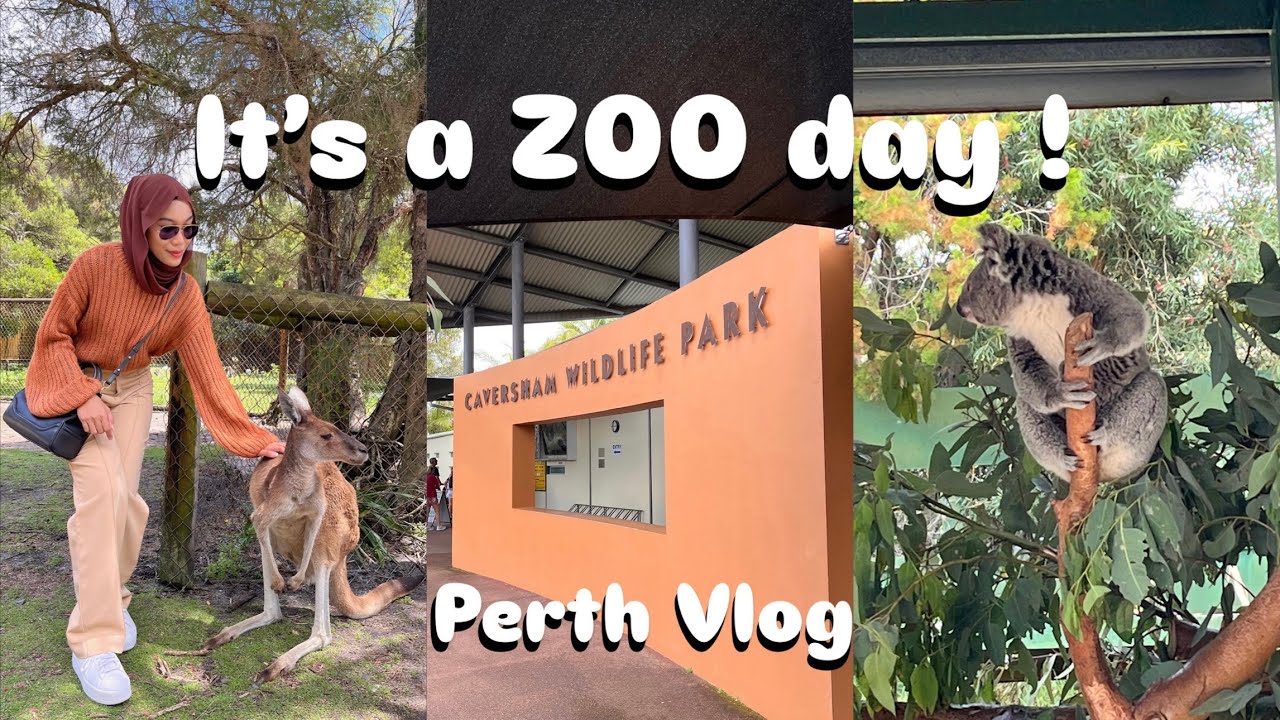 Perth Day 2 : Visiting Kangaroos and Koalas 🐨🦘