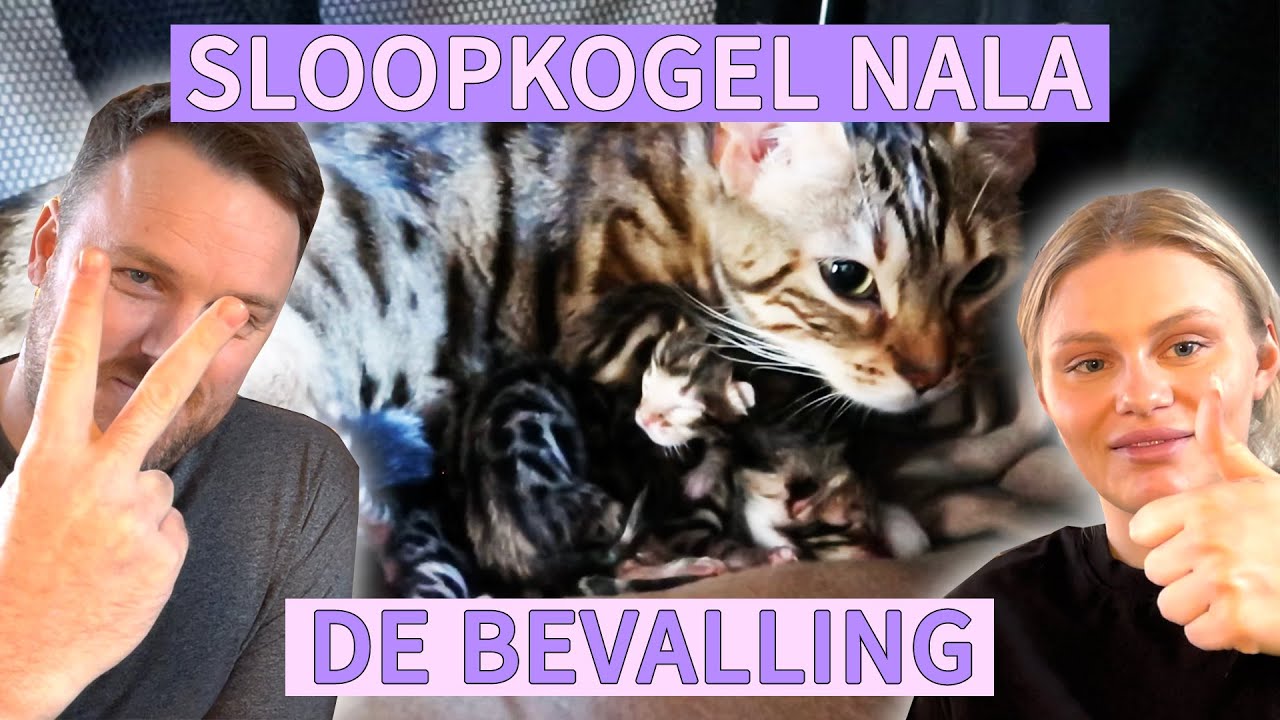 SLOOPKOGEL NALA BEVALLING DE DOCU