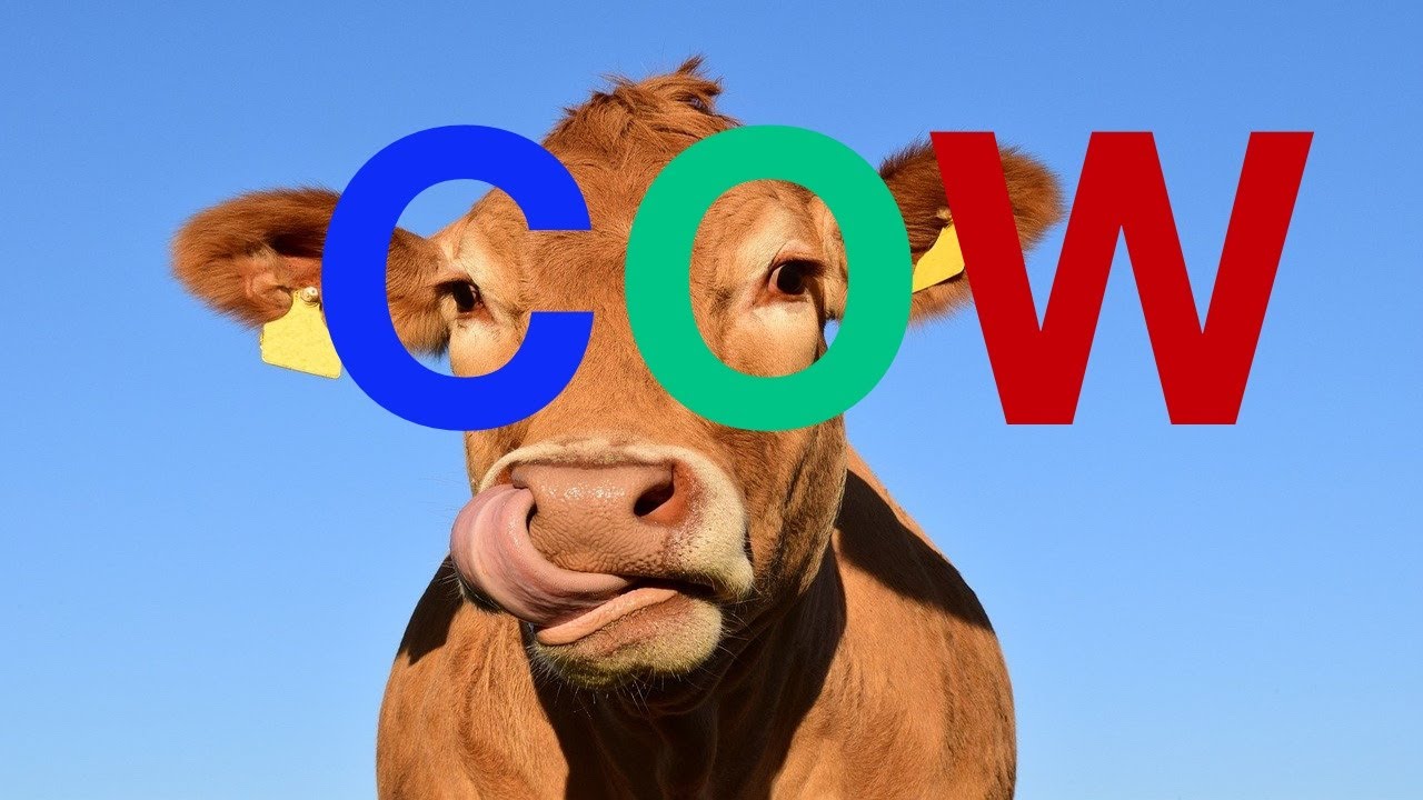 Cow video! Compilations of short clips and pictures + cows mooing sound  #cows #cowvideo