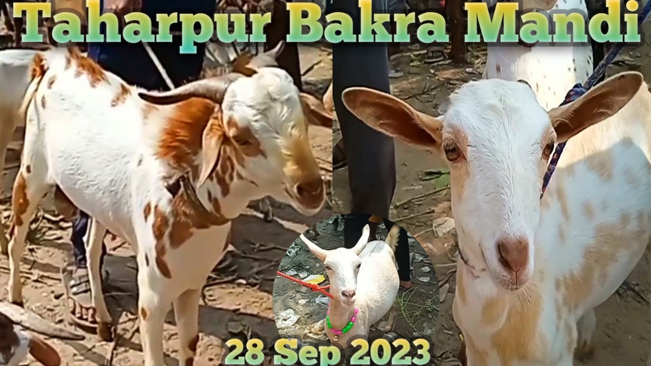 28 09 taharpur Bakra Mandi 2023 new video today | barbari goat for sale up | barbari Bakri ki video