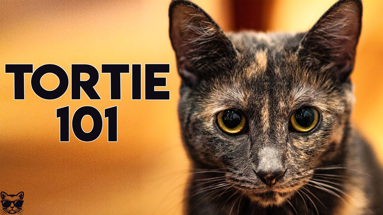 Tortoiseshell Cat 101 - Everything You Need To Know About Tortie Cats